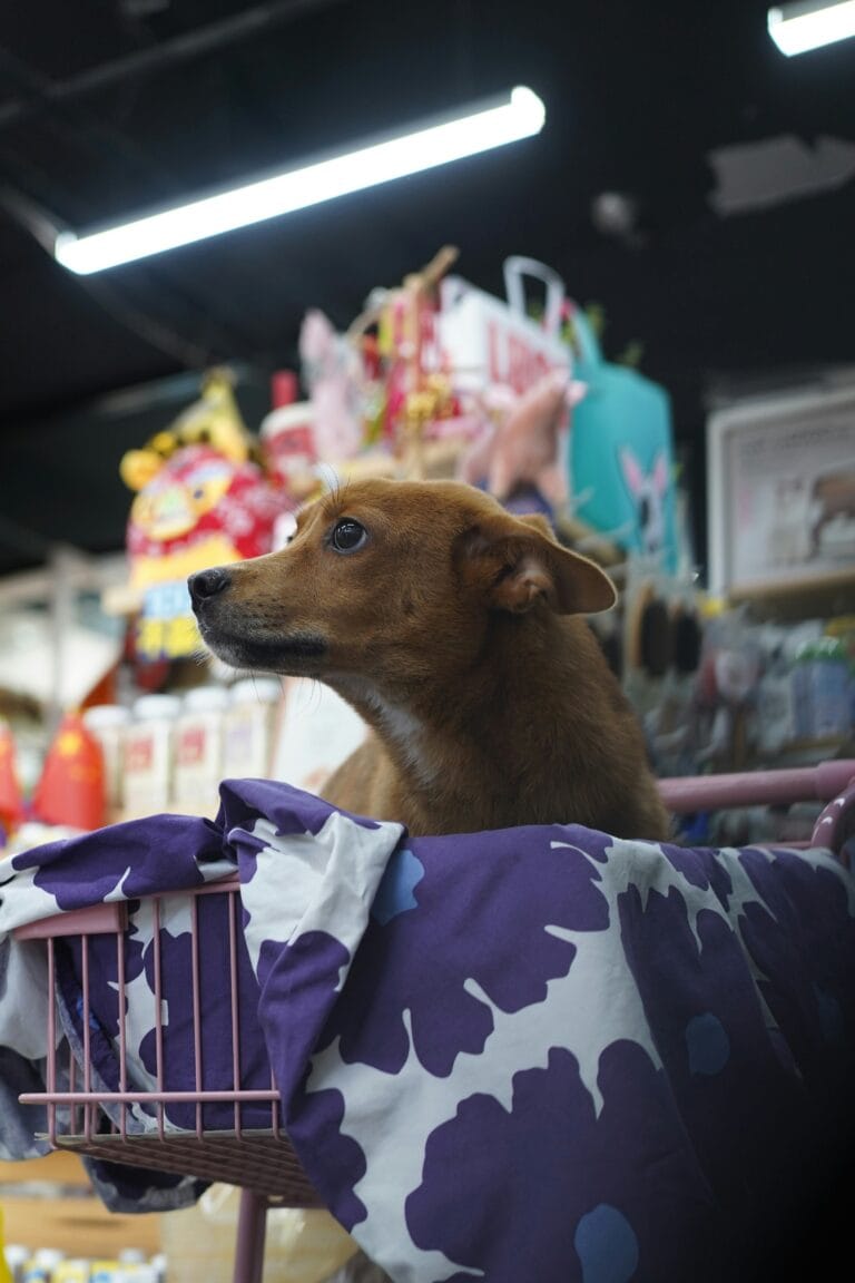 Curated products for cat and dog lovers