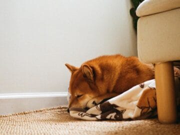 Old dog resting peacefully on a soft bed