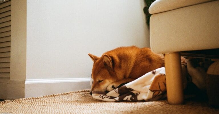 Old dog resting peacefully on a soft bed