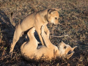 Two puppies playing together in a field at golden hour