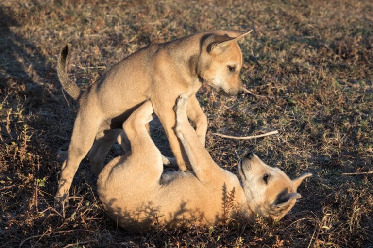 Two puppies playing together in a field at golden hour