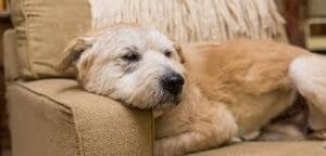 Signs Your Senior Dog Is Slowing Down (and How to Help)