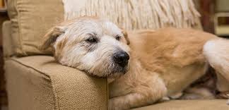 Senior dog resting, showing gentle signs of aging