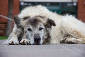 A senior pet resting comfortably on a soft blanket