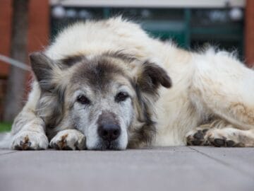 A senior pet resting comfortably on a soft blanket