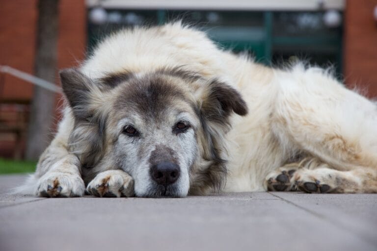 A senior pet resting comfortably on a soft blanket