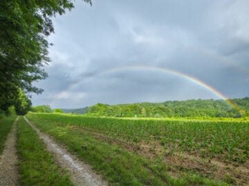 A meadow under a soft rainbow symbolizing the Rainbow Bridge