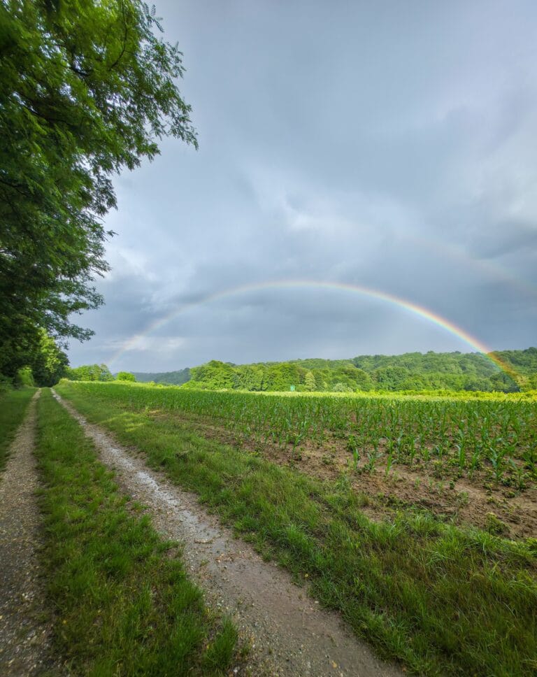 A meadow under a soft rainbow symbolizing the Rainbow Bridge
