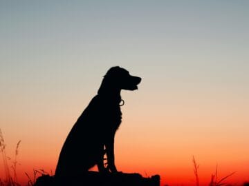 Senior dog resting peacefully in the grass at sunset