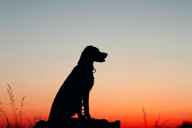 Senior dog resting peacefully in the grass at sunset