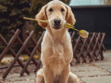 A gentle new puppy being welcomed home
