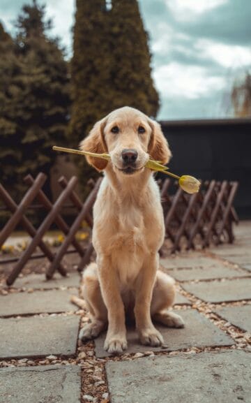 A gentle new puppy being welcomed home