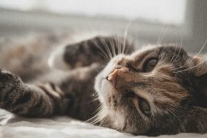 A senior pet resting comfortably on a soft blanket