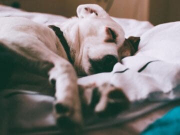 Dog sleeping peacefully on a soft bed after learning not to bark at night