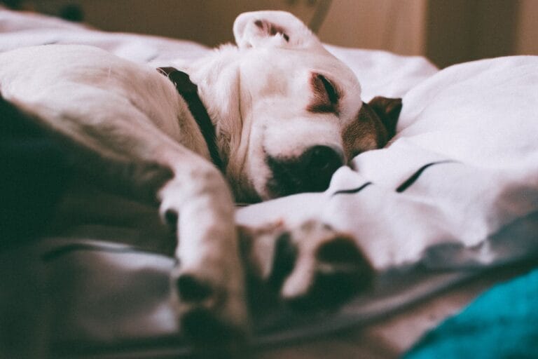 Dog sleeping peacefully on a soft bed after learning not to bark at night